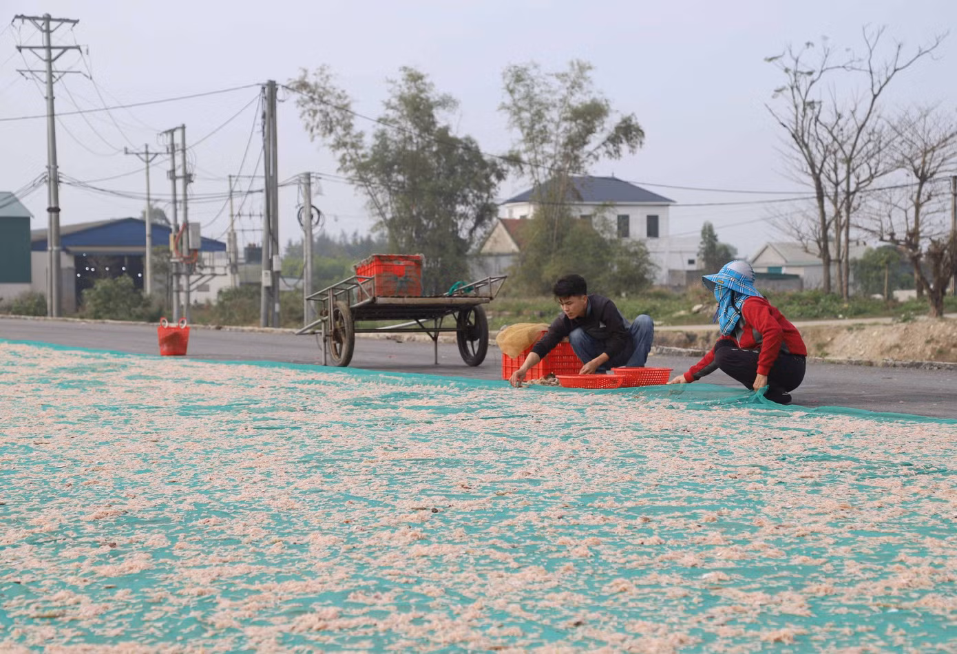 Những sân phơi ruốc khô dễ bắt gặp tại vùng bãi ngang Diễn Châu mùa ruốc biển