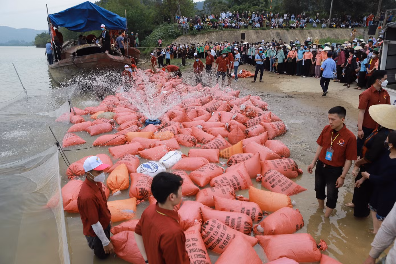 Việc vận chuyển cá ra sông để thả được thực hiện khẩn trương, với sự giúp sức của hàng trăm người nhằm đảm bảo tất cả số cá phóng sinh đều mạnh khỏe khi trở về môi trường sông nước.