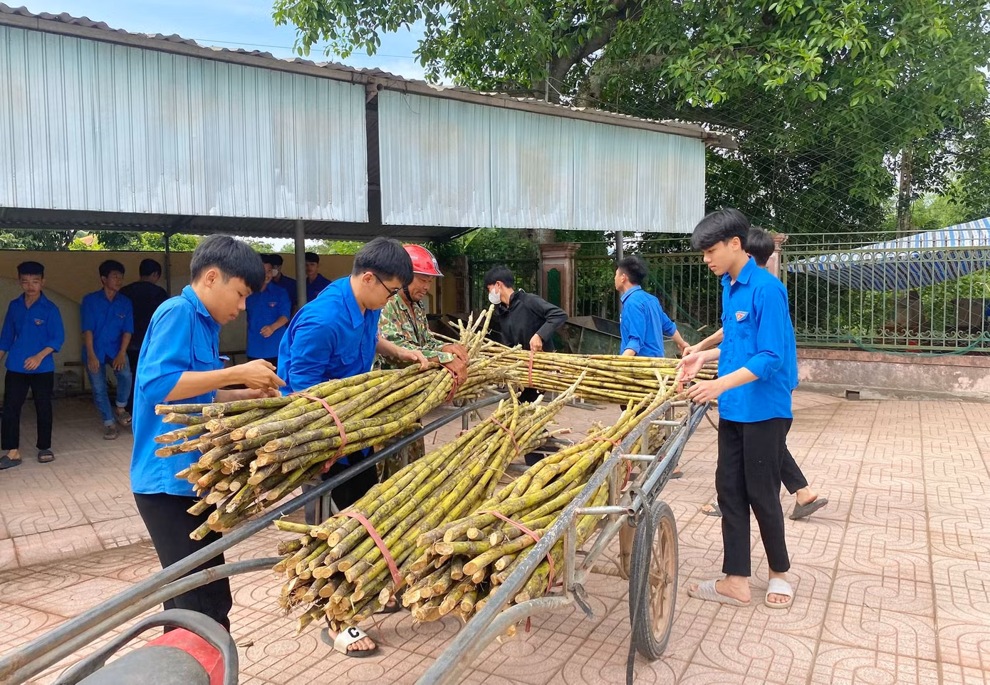 Trong sáng và chiều 5/6, 4/7 điểm thi ở huyện Thanh Chương được các đoàn viên tình nguyện chở những bó cây mía lớn đến để ép nước tặng cho các thí sinh tham dự kỳ thi.