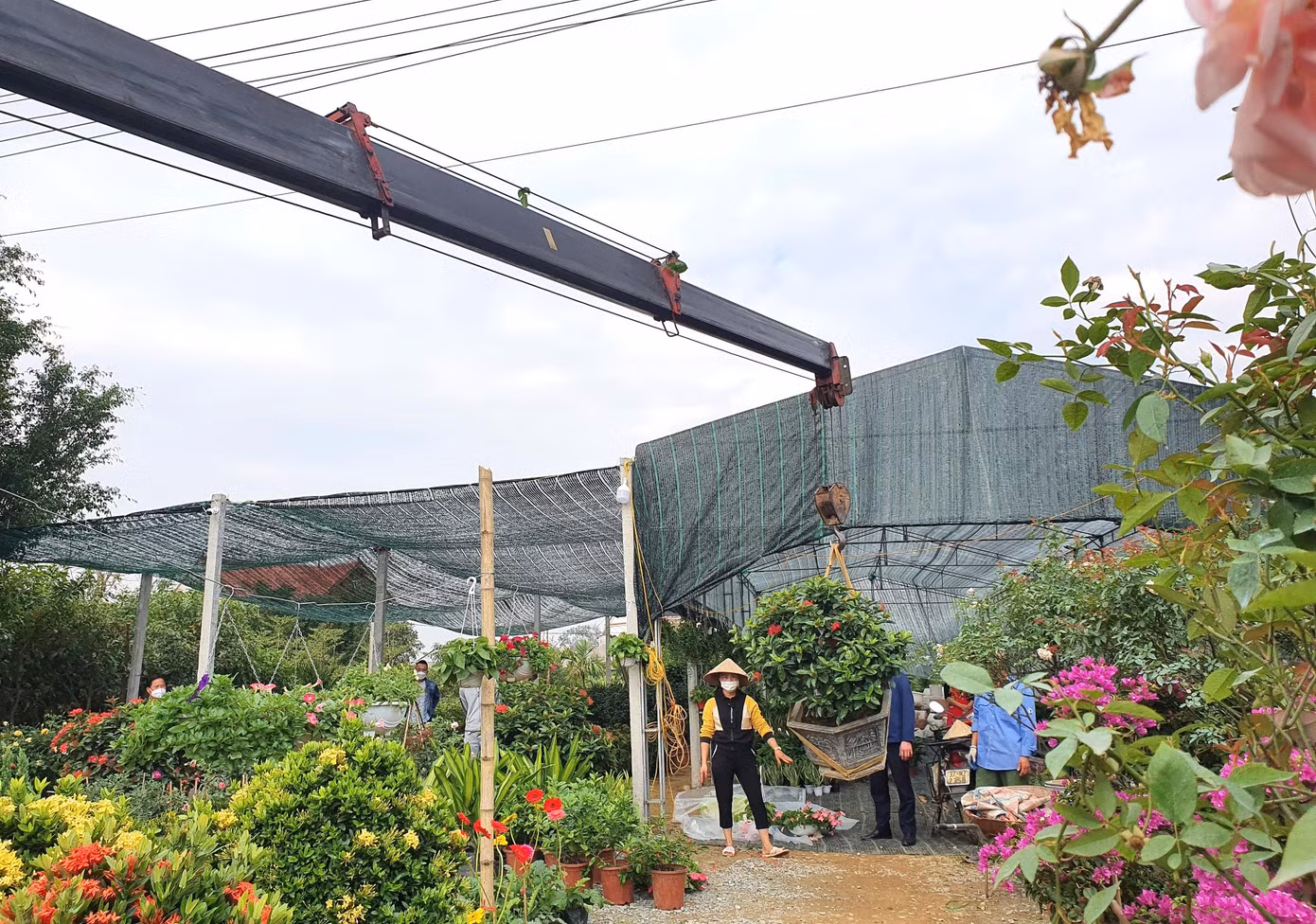 Nhiều chậu hoa, cây cảnh lớn buộc phải sử dụng xe cẩu chuyên dụng để vận chuyển lên xe khi có khách hàng đặt mua.
