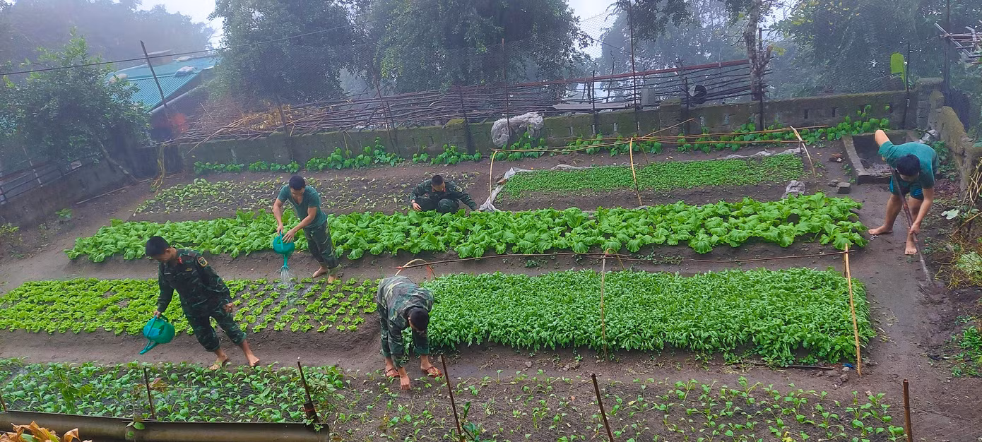 Dẫn đoàn công tác đi tham quan các vườn rau thanh niên, Đại úy Nguyễn Công Khánh - Bí thư Đoàn cơ sở, Chính trị viên phó Tiểu đoàn hỗn hợp Đảo Mắt cho biết: "Toàn đảo có hơn 70% là đá nên quỹ đất để chiến sĩ canh tác là rất ít. Tuy nhiên, từ những bàn tay khéo léo nên chủng loại đa dạng. Mùa nắng trồng rau mồng tơi, rau dền; mùa mưa trồng rau cải, rau cúc... Còn muốn trồng rau muống mùa nắng thì phải đào hố rồi lót bạt phía dưới để giữ nước, sau đó cho đất, bùn, phân bón vào, tận dụng nước thải sinh hoạt mới trồng được".