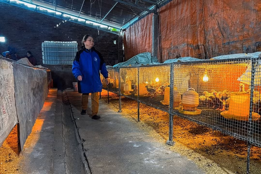 Một hộ chăn nuôi gà Đông Tảo ở Hưng Yên. Ảnh: Reuters