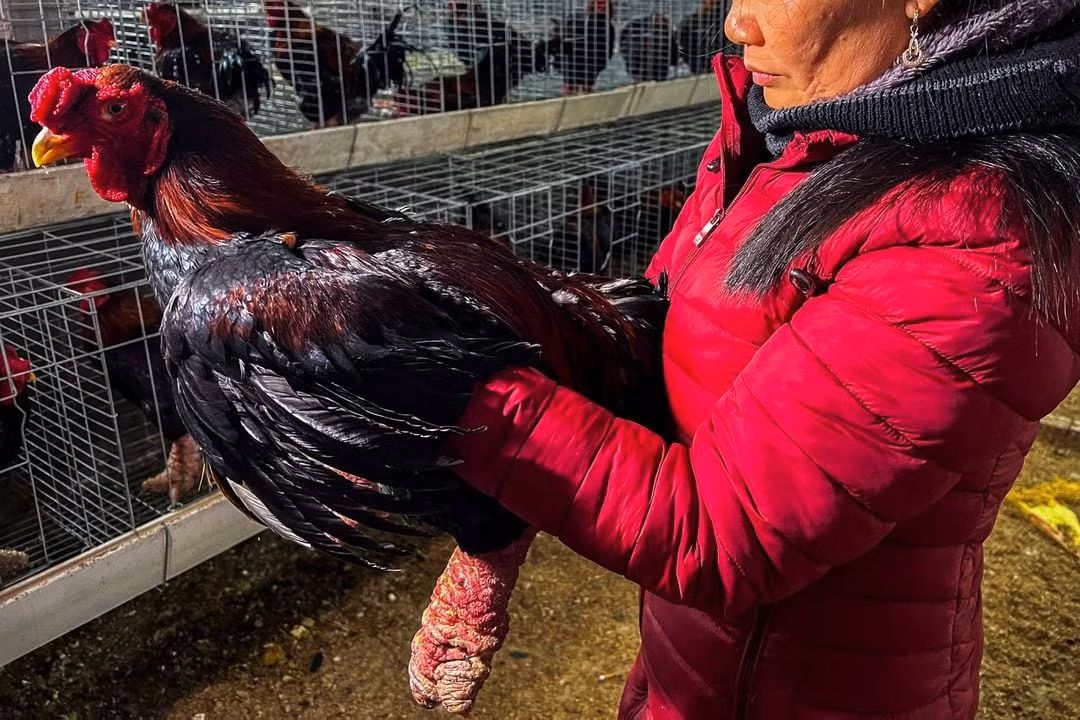 Gà Đông Tảo có chân to đặc trưng. Ảnh: Reuters