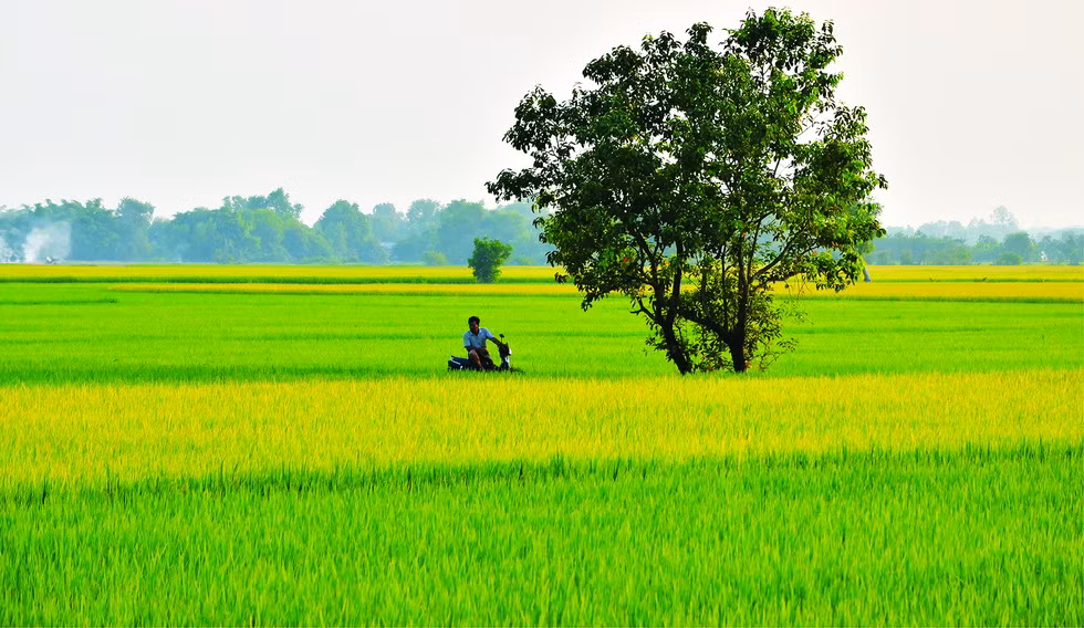 Một cánh đồng lúa