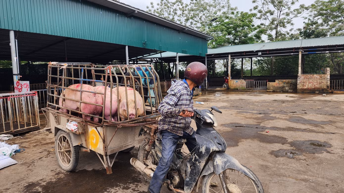 Dịch tả lợn châu Phi bùng phát mạnh trở lại nên nhiều hộ tranh thủ bán ra để "chạy dịch".