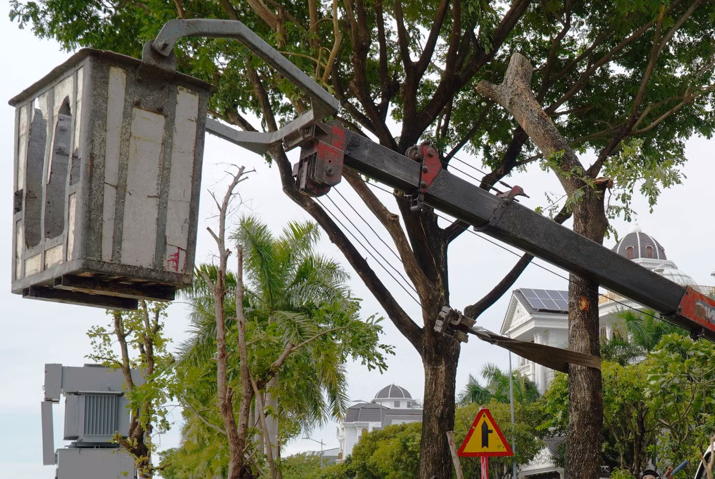 Công nhân buộc thân cây vào cần xe nâng và kéo cho cây thẳng lại. Các công nhân cho biết, những cây khi cắt thân, nhánh phải duy trì độ cao từ 2,5m, không cắt ngang thân ở vị trí thấp gây lãng phí.