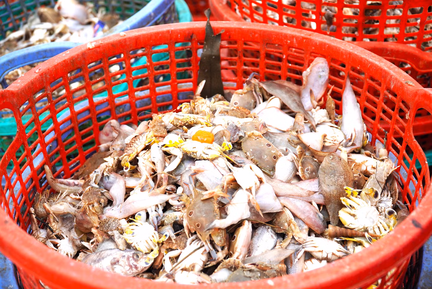 Du khách say mê nhặt và chụp ảnh những con ốc, ghẹ, tôm trên bãi biển Thọ Quang. Nhiều người khi biết nếu đến từ rạng sáng sẽ được đi tham quan chợ cá ven biển đã tỏ ra luyến tiếc. "Chắc chắn khi giới thiệu về Đà Nẵng với bạn bè, tôi sẽ nói họ đến đây", anh Steven chia sẻ.