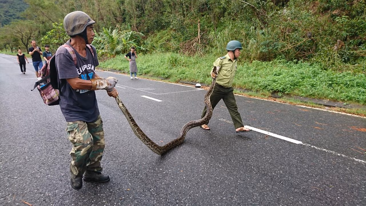 Con trăn dài hơn 4m, nặng khoảng 30kg.