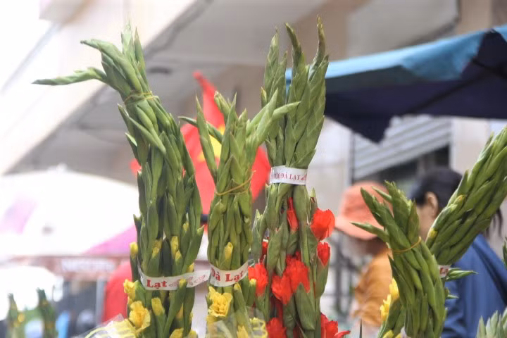 Hoa lay ơn chiếm số đông trong các loại hoa ở chợ.