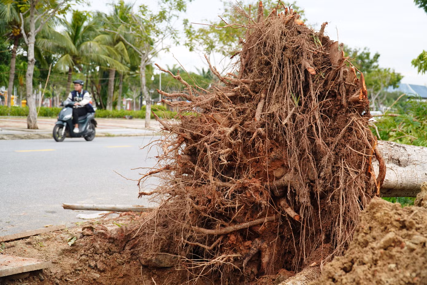 Khi bão đi qua, thành phố ưu tiên xử lý nhanh các cây xanh ngã đổ ra đường để đảm bảo lưu thông, các cây xanh ảnh hưởng đường dây điện, hệ thống cấp nước.