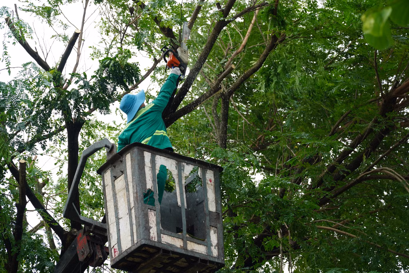 Những cây bị nghiêng trước khi chống đỡ cũng được công nhân cắt cành để giảm bớt sức nặng, dễ ổn định hơn. Trong ngày 28/10, sau khi cơn bão Trà Mi qua đi, trên các tuyến đường, hàng loạt cây xanh bị nghiêng đã được cắt bớt cành.