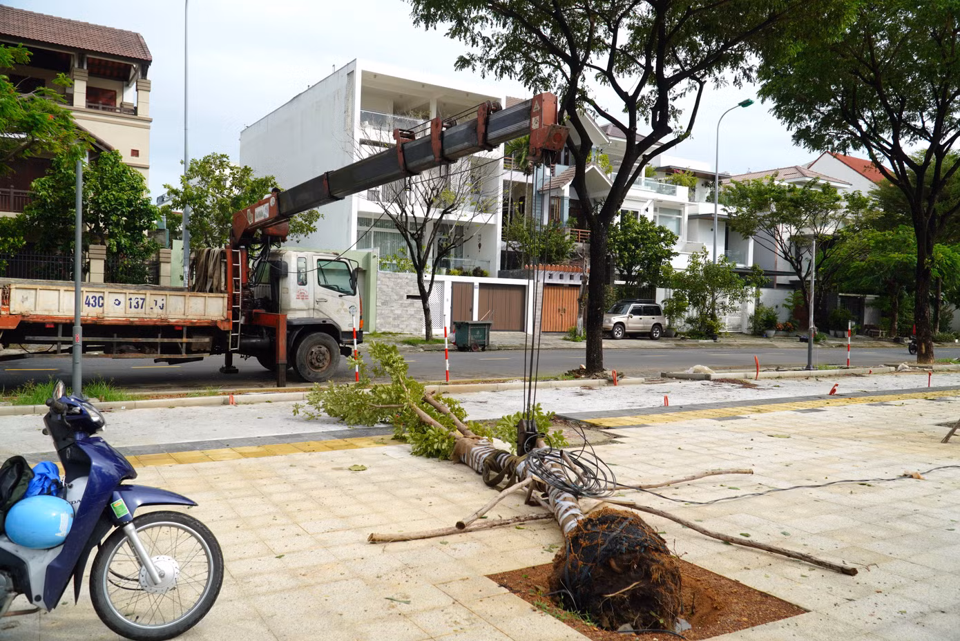 Cây xanh có đường kính nhỏ hơn 20cm bị ngã đổ nhưng còn rễ chính, rễ phụ và bầu rễ vẫn đảm bảo khả năng sinh trưởng sẽ được trồng lại. Hiện một số vị trí cây gãy đổ đã được đào sẵn hố chuẩn bị trồng lại.