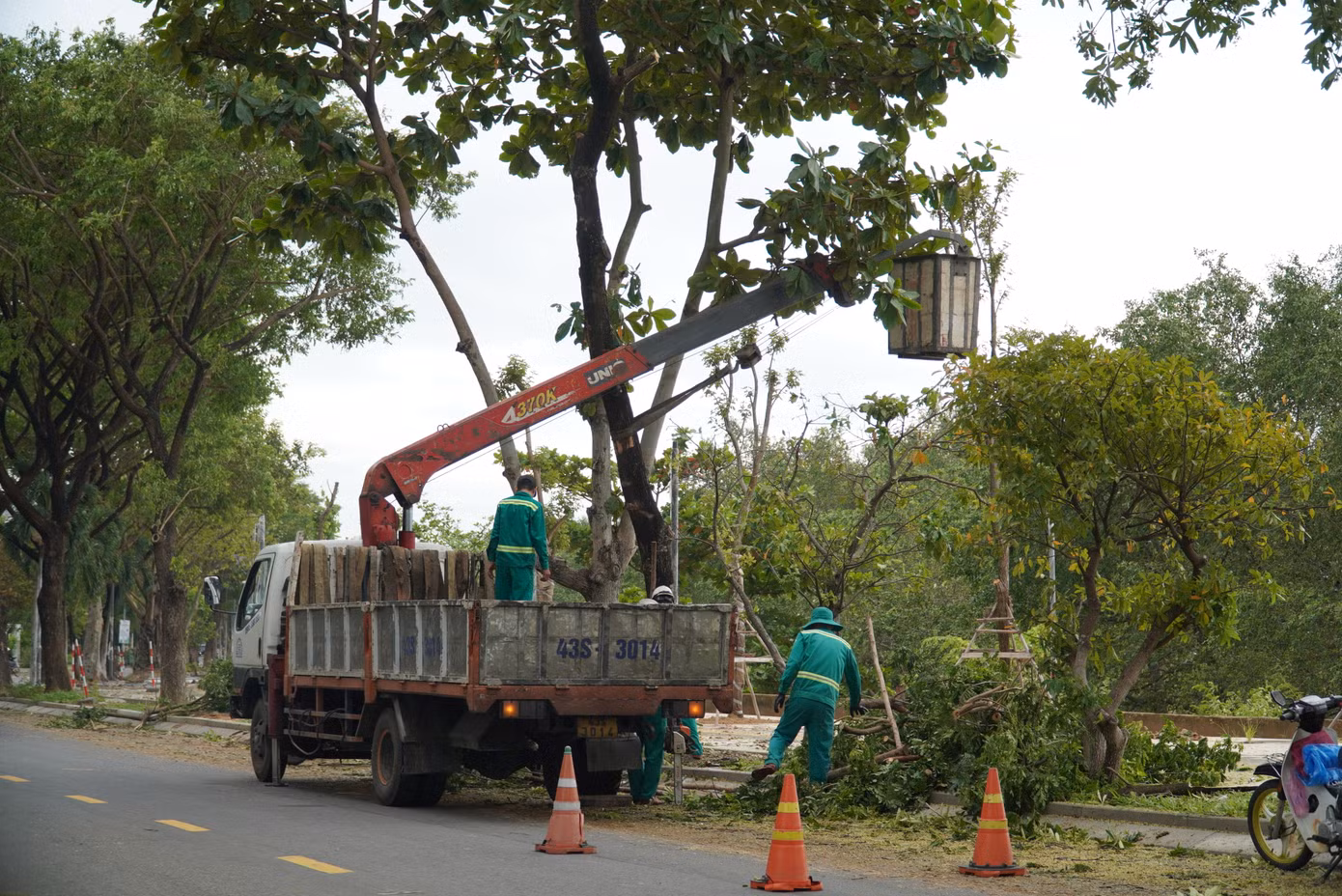 Công nhân buộc thân cây vào cần xe nâng và kéo cho cây thẳng lại. Các công nhân cho biết, những cây khi cắt thân, nhánh phải duy trì độ cao từ 2,5m, không cắt ngang thân ở vị trí thấp gây lãng phí.