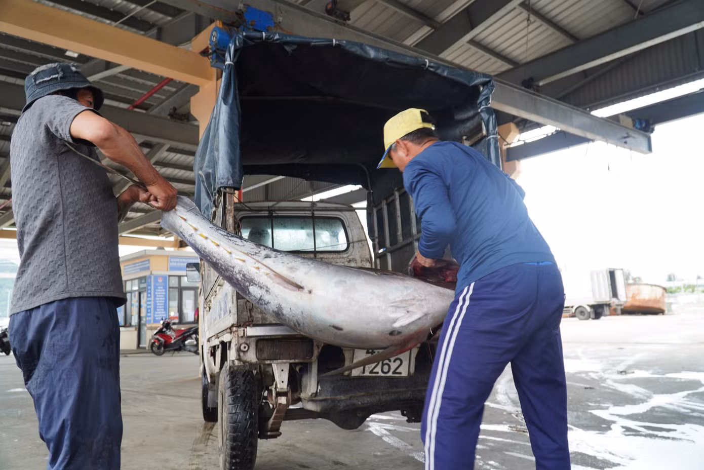 Ông Huỳnh Cư Dũng - ngư dân quận Sơn Trà - cho hay ngay sau khi tàu vào, các thương lái đã tìm mua cá khủng. Trong buổi sáng đã bán một số cá ngừ, cá cờ, cá nhám. Số còn lại để trên thuyền đợi bạn hàng đến lấy trong chiều. "Gặp được cá lớn anh em phấn khởi lắm, chỉ cần chục con là chuyến đó coi như ấm áp rồi", ông Dũng hồ hởi nói.