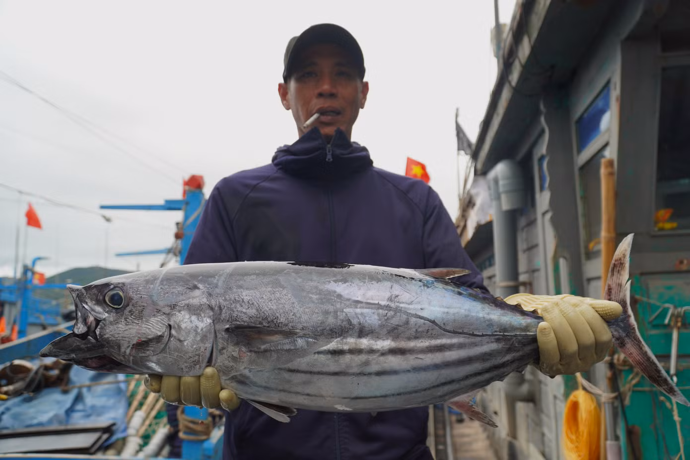 Ngoài cá lớn, ngư dân miền Trung cũng đánh bắt được nhiều cá ngừ, cá thu loại trên dưới 5kg từ ngư trường Hoàng Sa.