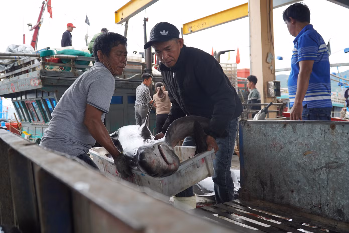 Những con cá to, nặng bằng một người lớn. Thùng xe tải chỉ đủ chỗ chứa hai, ba con.