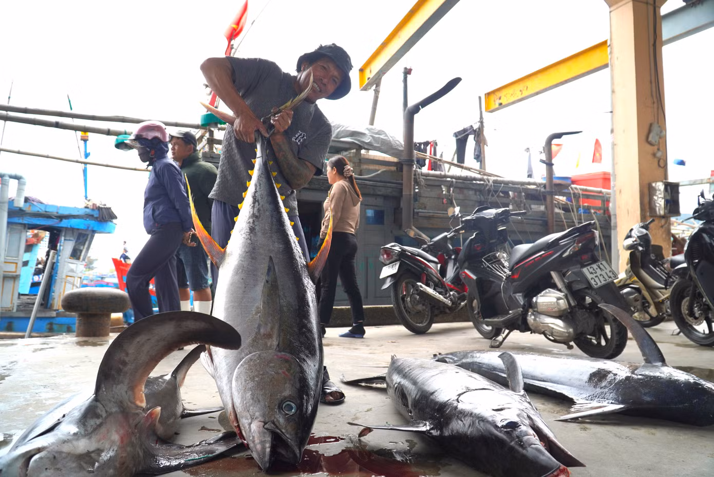 Ngư dân "vật lộn" với những con cá ngừ đại dương, cá cờ, cá nhám trên dưới nửa tạ. Ảnh: Thanh Hiền.