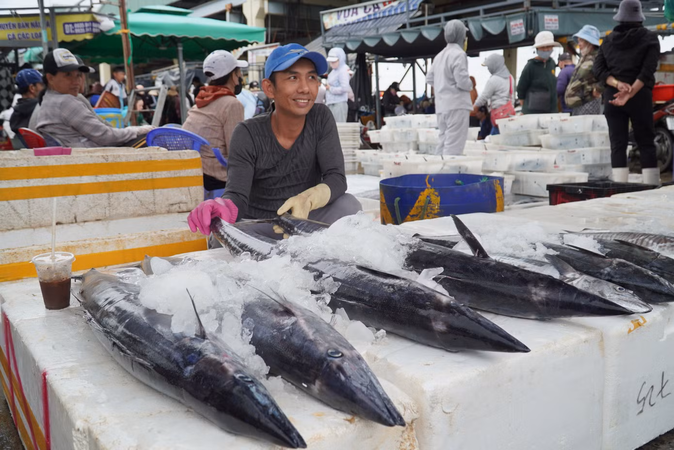 Theo các ngư dân, từ sau Tết đến tháng 5 âm lịch, cá ngừ và cá thu rất nhiều. Giá bán sỉ tại cảng cá ngừ khoảng 60.000 đồng/kg, cá thu 100.000 đồng/kg. "Sau chuyến biển này, chúng tôi về nghỉ ngơi lấy sức khoảng chục ngày rồi đi lại. Hy vọng chuyến sau cũng đánh bắt thuận lợi như vậy, gặp được cá ngừ đại dương nữa thì trúng mánh", ông Dũng cười.