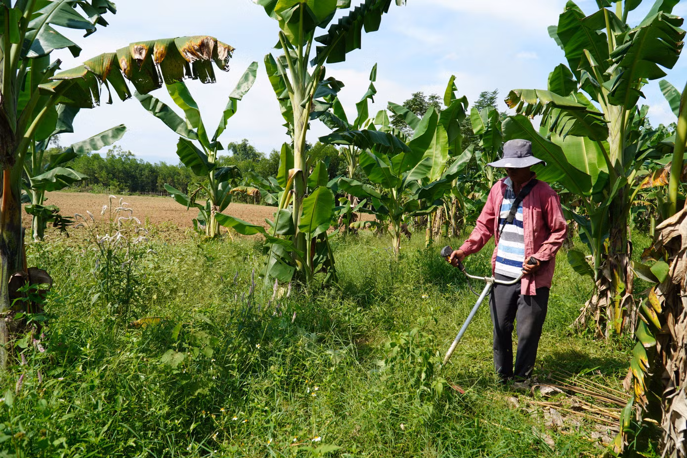 Vườn chuối chát của ông Toản sau 6 tháng đã cao lớn trên mảnh đất trước kia bỏ hoang, đầy rác.