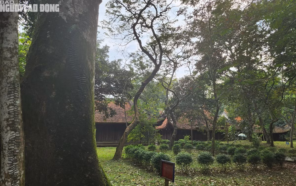 Cây sui này nằm phía sau 5 tòa Thái miếu...
