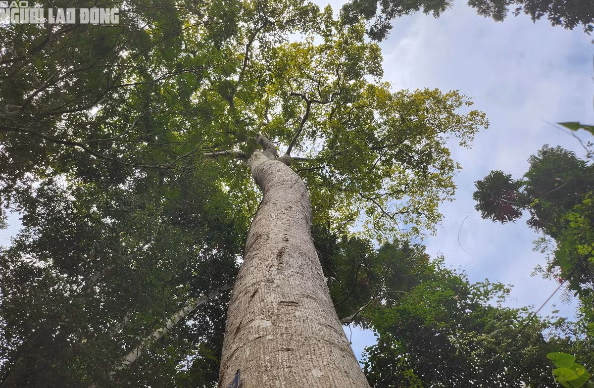 Cây phát triển xanh tốt, khỏe mạnh