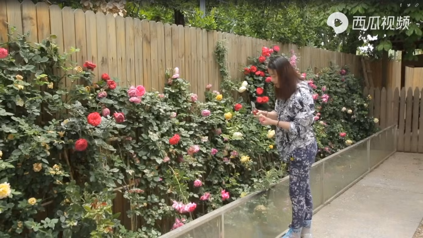 Châu Hải My lúc sinh thời chăm sóc vườn nhà trong khuôn viên rộng hơn 900 m2 ở ngoại ô Bắc Kinh.
