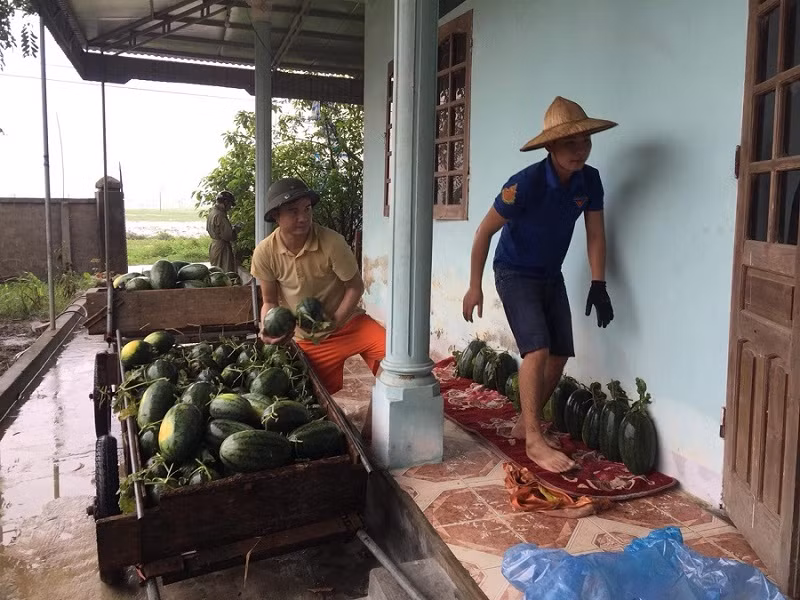 Thanh niên đội mưa giúp dân “cứu dưa chạy bão“ ảnh 6