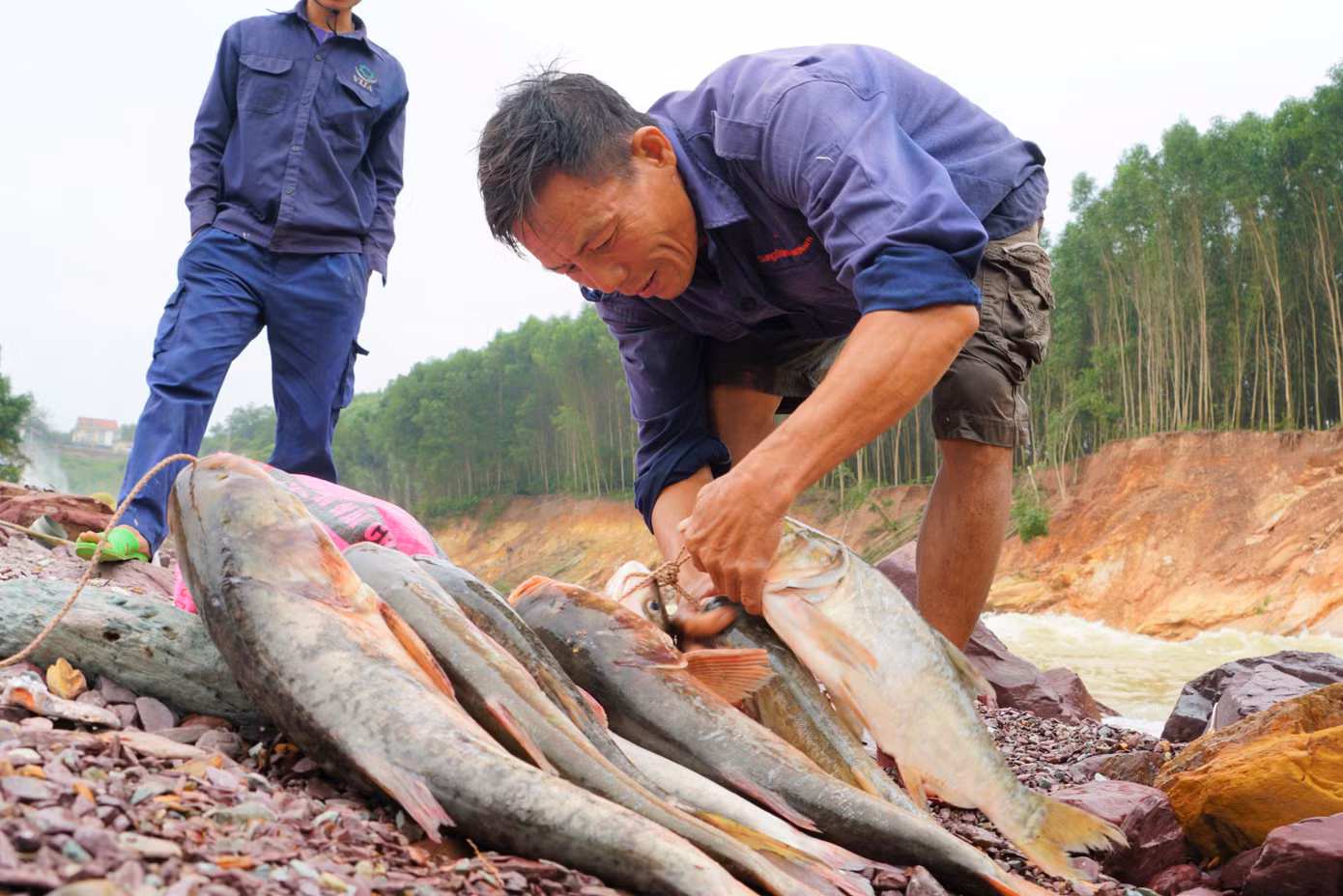 Hồ Kẻ Gỗ xả lũ, dân kéo nhau đi săn cá ‘khủng’ ảnh 7