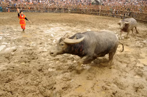 Một lãnh đạo ban tổ chức cho rằng, do lượng du khách hâm mộ quá đông, lại đến từ nhiều nơi khác nhau nên rất khó quản lý