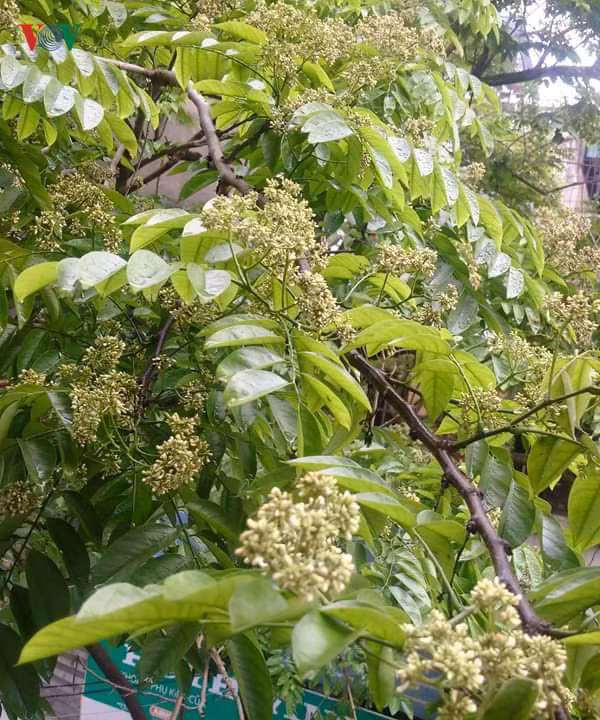 Vụ cây sưa bị chặt hạ: Người dân lo cho số phận cây sưa lớn còn lại ảnh 6