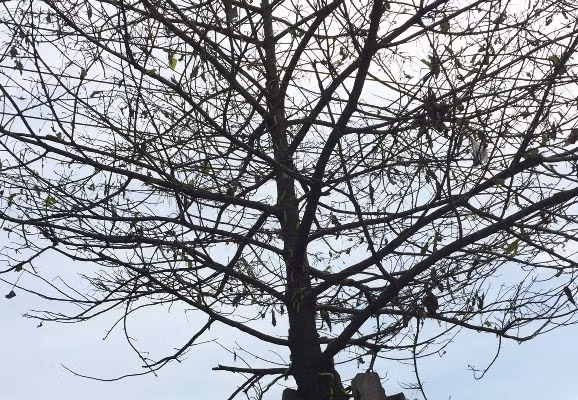Sâu lạ ở Bình Dương ăn trụi cây xanh, phun thuốc không hết ảnh 2