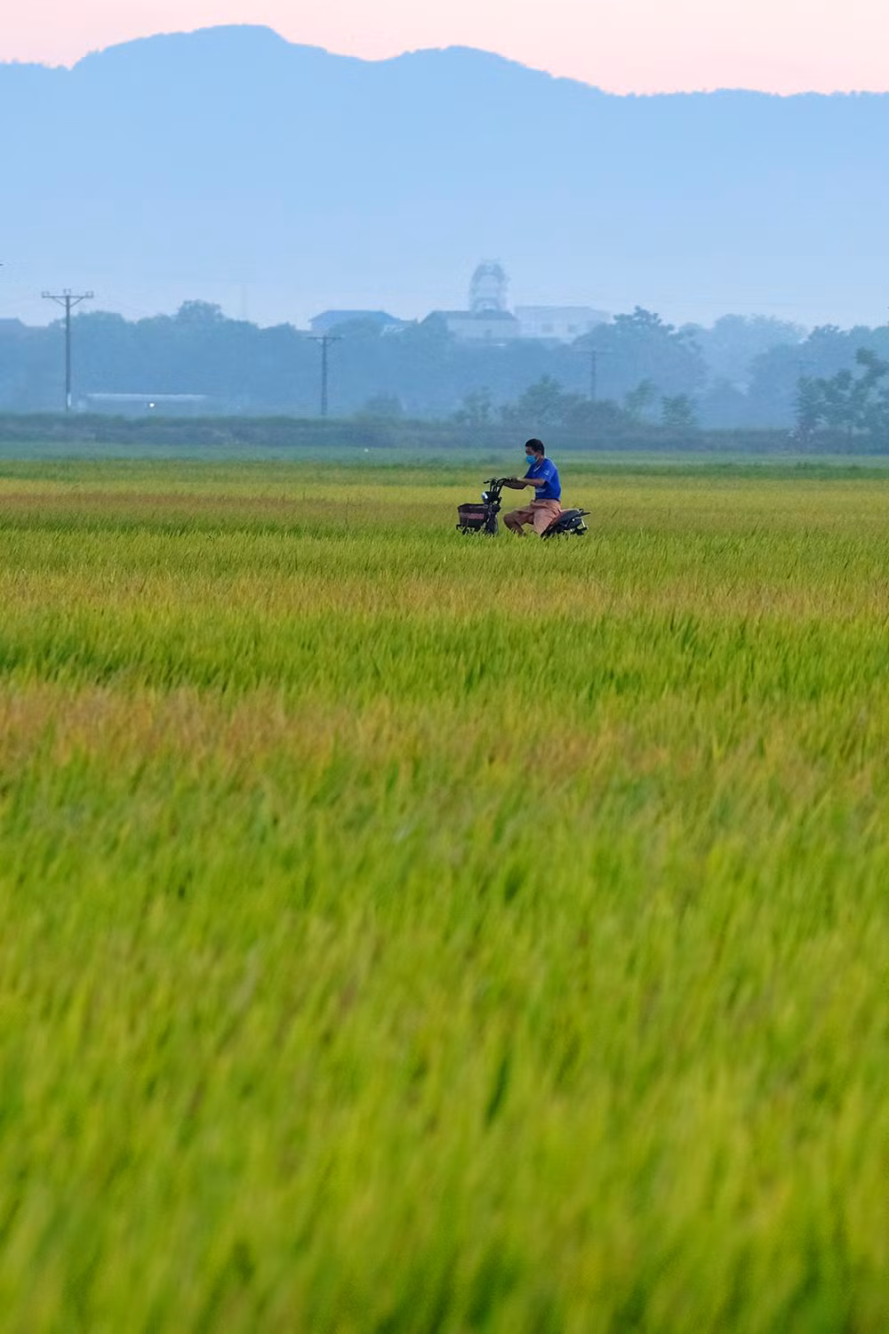 Sài Sơn, Quốc Oai là một vùng quê phía Tây Bắc của tính Hà Tây cũ (nay thuộc Hà Nội) với địa danh nổi tiếng là Chùa Thầy. Những ngày này, quanh vùng là một màu vàng của lúa đã đến độ thu hoạch.