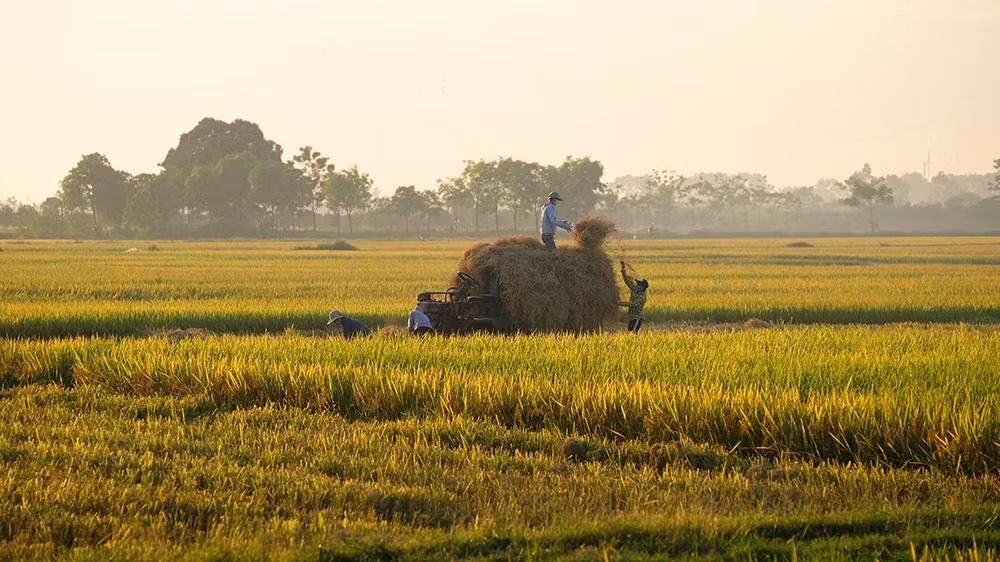 Thu gom rơm sau khi máy gặt đập liên hợp đã thu hoạch xong lúa trên những thửa ruộng.