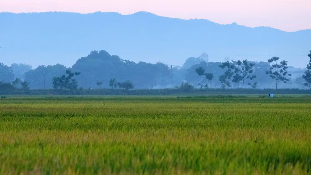 Cánh đồng vùng quê rộng lớn, mênh mông ngút tầm mắt kết hợp cùng dãy núi Ba Vì xa xa tạo nên cảnh sắc ấn tượng vô cùng lãng mạn.