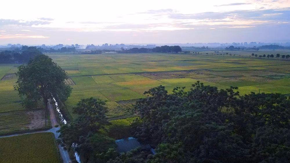 Cánh đồng lúa đang độ chín vàng của một vùng quê ngoại thành Hà Nội.