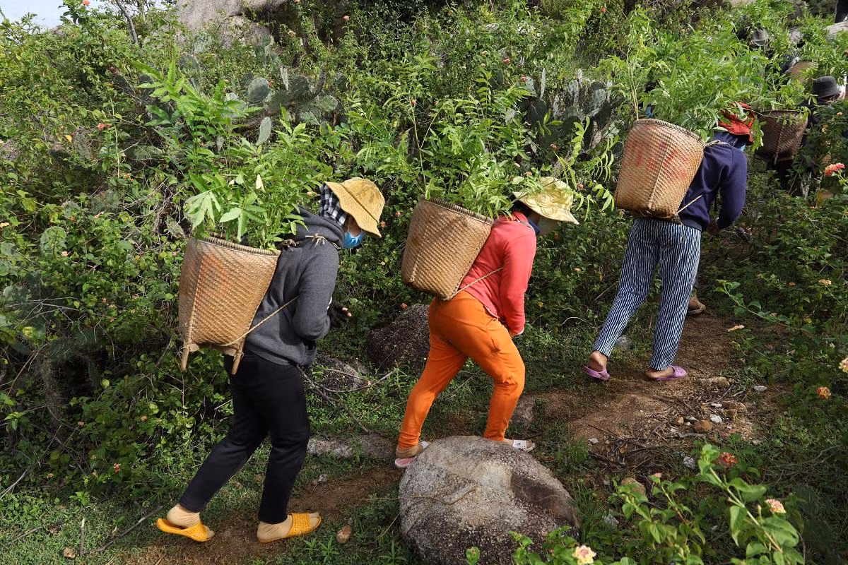 Người dân địa phương nối bước đưa mầm cây lên núi đá