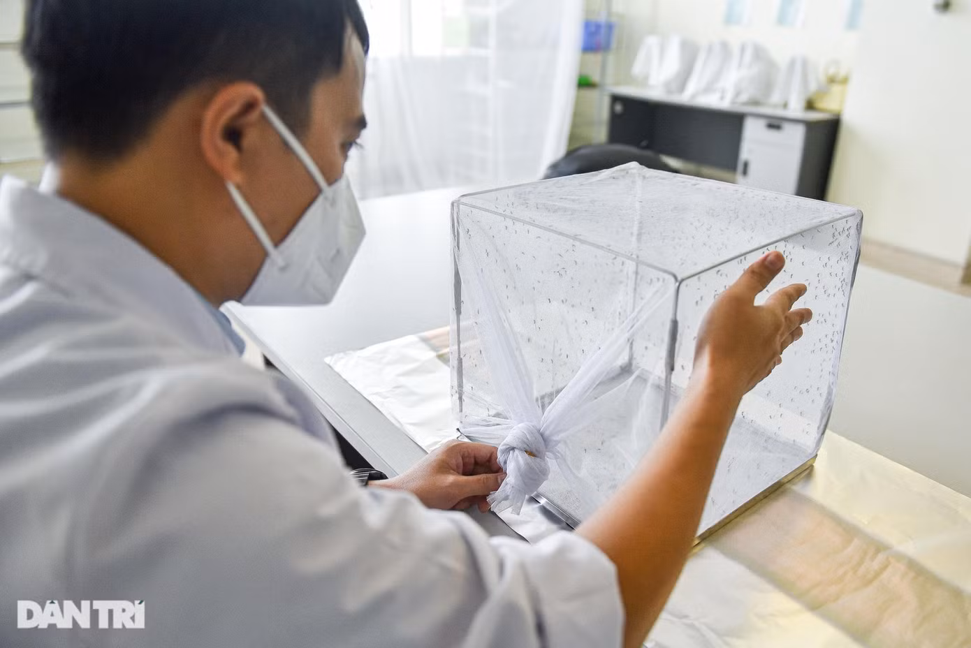 Từng loại muỗi sẽ được nuôi dưỡng, chăm sóc trong các lồng riêng biệt và được kiểm tra sức khỏe hàng ngày.