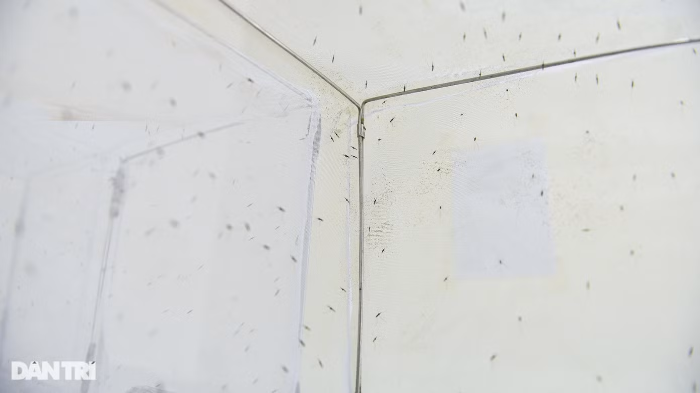 Lồng nuôi muỗi Anopheles. Đây là loài muỗi truyền bệnh sốt rét, thường hoạt động mạnh vào ban đêm. Muỗi Anopheles trưởng thành thường có vệt màu xanh xám và đậu ở một góc với tư thế nghiêng 45 độ so với mặt phẳng, còn ấu trùng nằm song song với mặt nước.