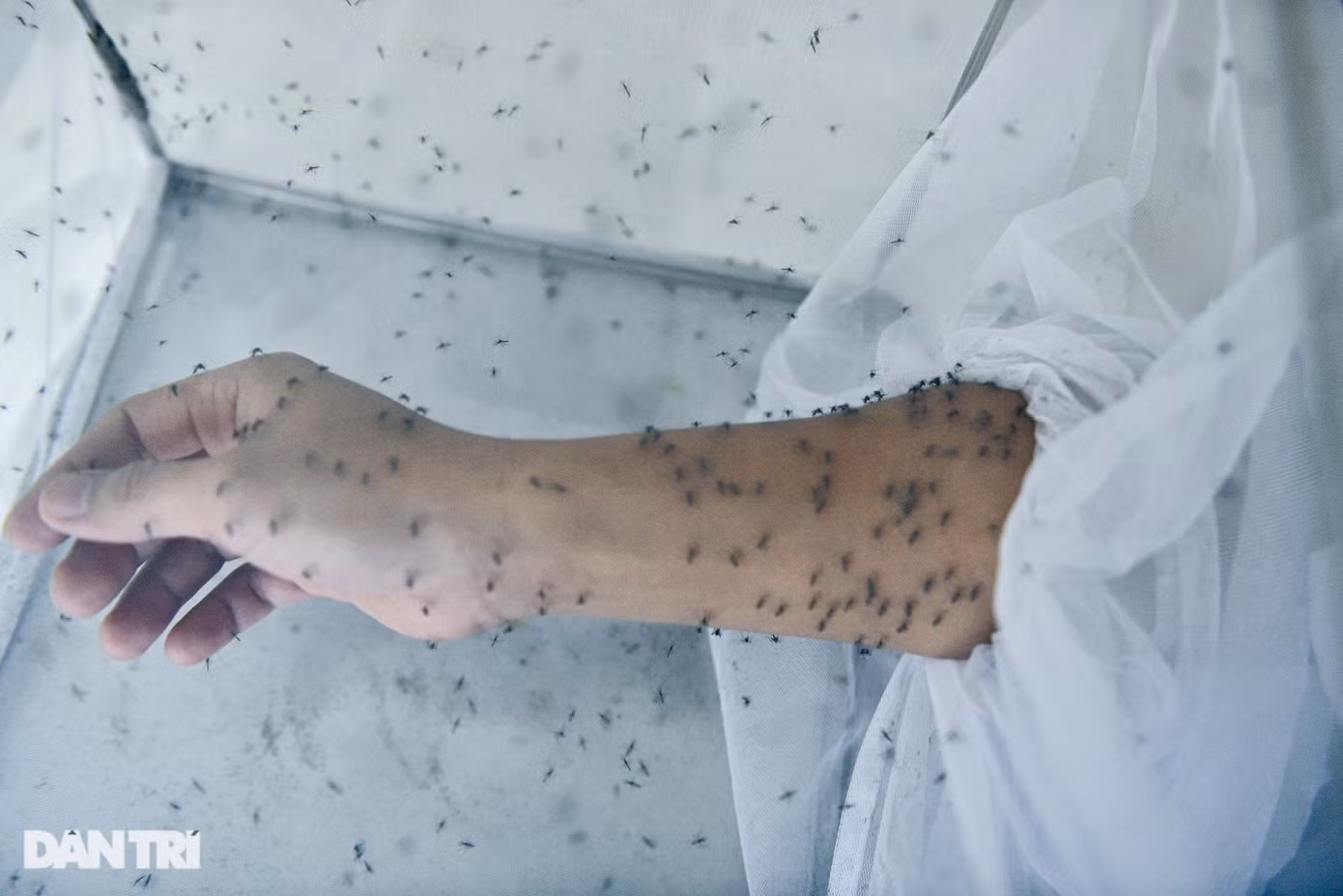 Đàn muỗi đói thấy "thức ăn" liền xông tới bâu kín. Chỉ sau vài giây, hàng trăm con muỗi đã đốt khắp cánh tay anh.