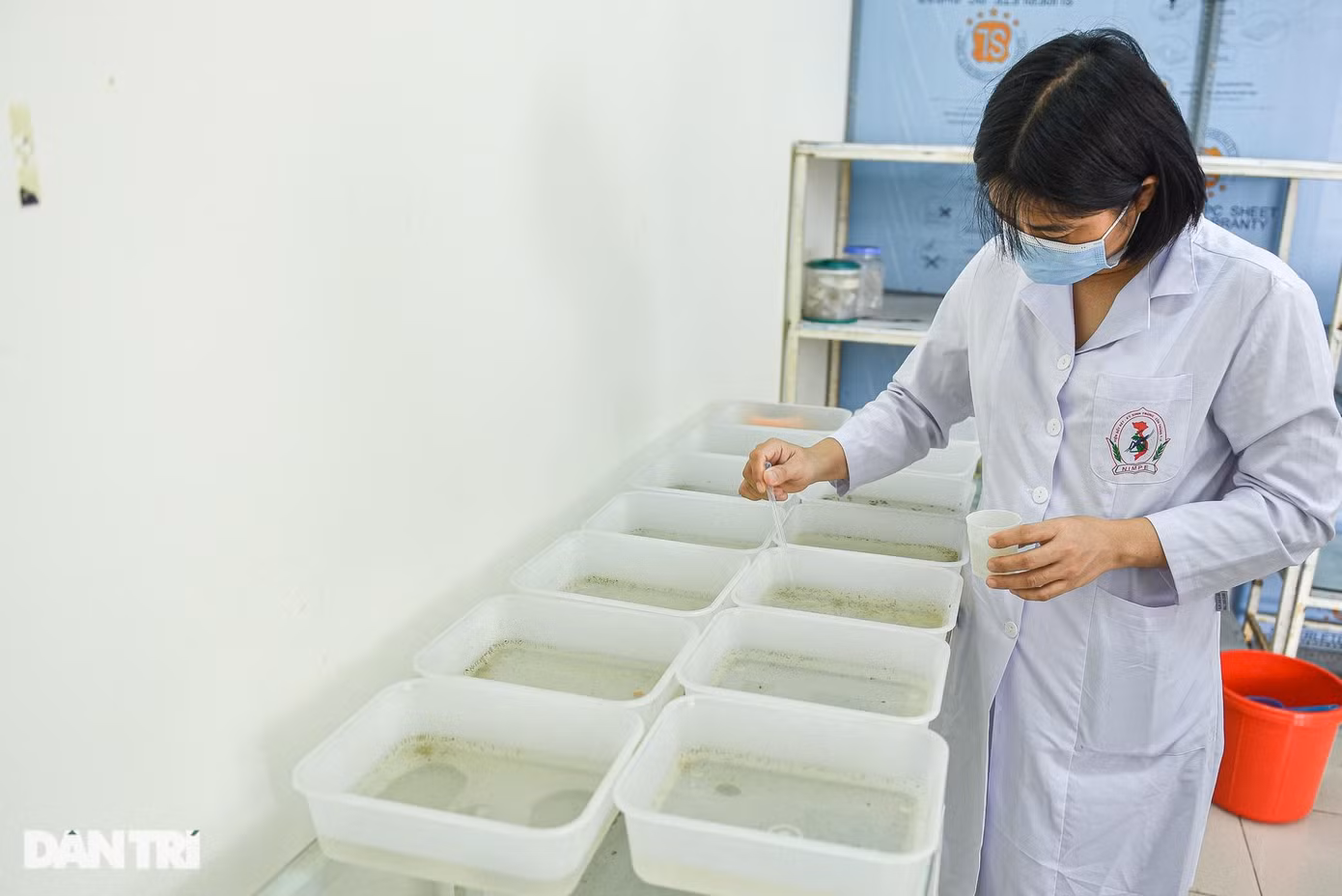 Những con quăng đủ ngày tuổi sẽ được nhặt chọn lọc rồi đưa vào lồng nuôi để chúng có đủ điều kiện phát triển thành muỗi.