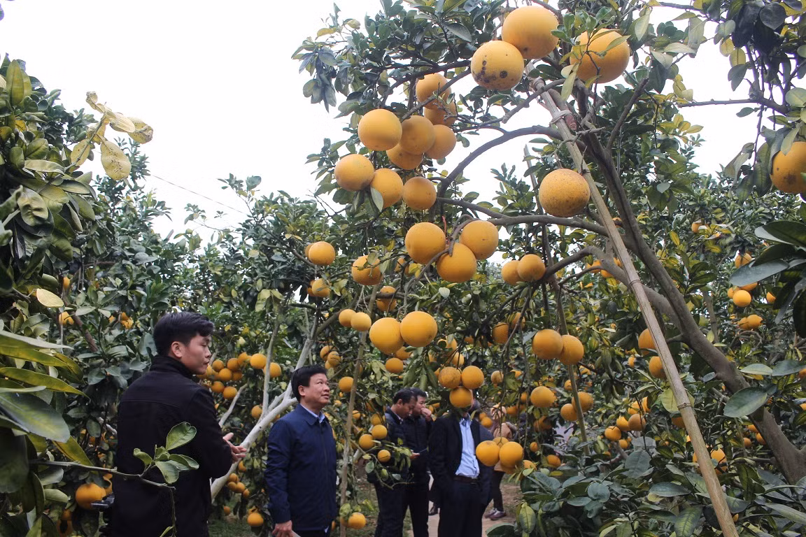 Mãn nhãn vườn cây quả vàng rực rỡ trước Tết ở Bắc Giang ảnh 5
