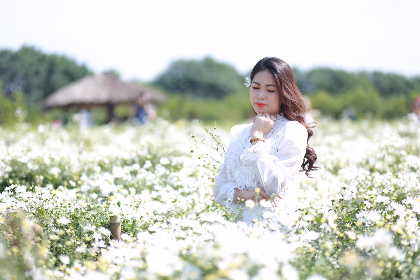 Nghìn người chen chân chụp ảnh cúc họa mi, dịch vụ 'ăn theo' hốt bạc ảnh 9