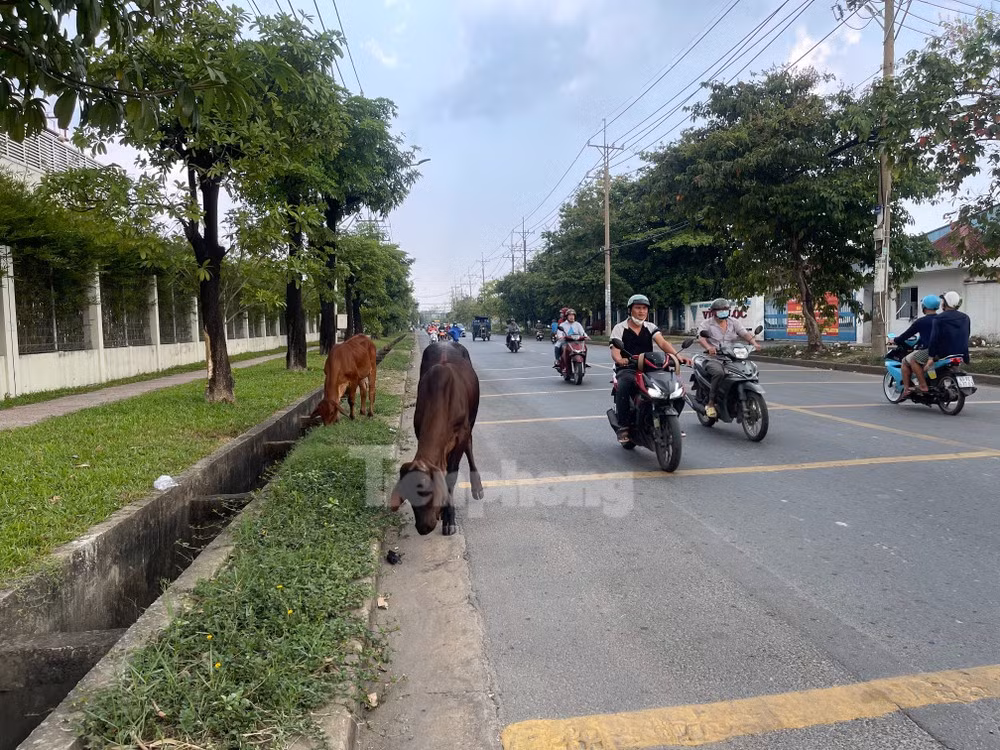 Hình ảnh PV ghi nhận tại Khu công nghiệp Vĩnh Lộc (huyện Bình Chánh) vào tháng 5/2023. Vị trí này cách đường Phạm Văn Sáng (huyện Hóc Môn) chừng vài cây số.