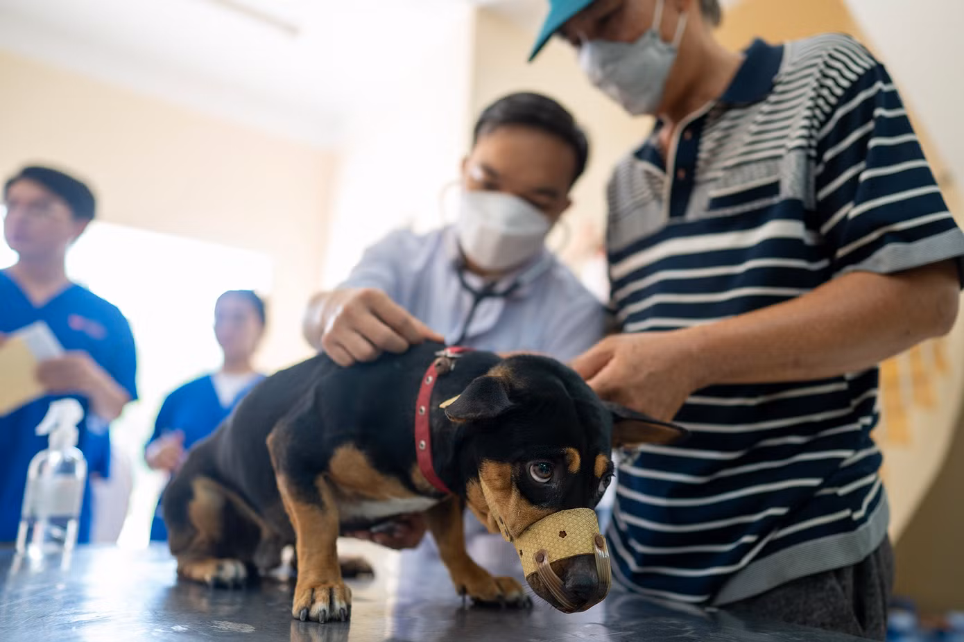 Năm nay, Boehringer Ingelheim phối hợp cùng trường Đại học Nông Lâm TPHCM và Công ty Cổ phần Thuốc thú y Trung ương Navetco triển khai chiến dịch. Trường Đại học Nông Lâm TPHCM đóng vai trò cung cấp những hiểu biết chuyên môn và nhân lực thực hiện chiến dịch. Có 60 sinh viên được đào tạo bài bản đã sẵn sàng tham gia đóng góp vào việc tiêm phòng bệnh dại, giáo dục người dân về tầm quan trọng của việc phòng dại để bảo vệ bản thân và những người xung quanh.
