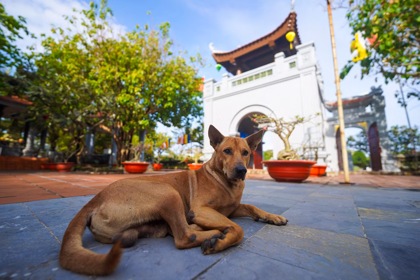 Khung cảnh bình yên ở chùa Trường Sa Lớn mỗi độ xuân về. Trong ảnh, thầy Thích Nhuận Đạt đang cùng chiến sĩ chuẩn bị đón Tết Giáp Thìn. Luôn kề cận bên thầy là chú chó Lu hiền lành, luôn đi cạnh thầy.