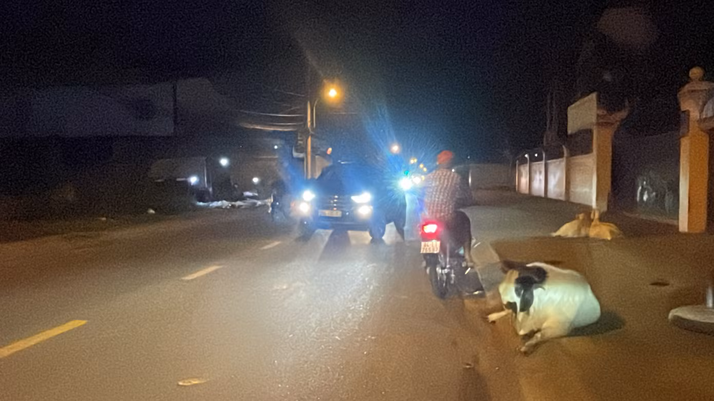 Trên vỉa hè, một đàn dê đang nằm chắn lối. "Mấy con dê, bò màu trắng còn dễ nhìn thấy để tránh chứ mấy con đen thui thì khó thấy, sợ nhất là những người mắt kém, đi ban đêm dễ tông vào lắm. Tài xế cũng không dám bấm còi vì sợ đàn bò chạy hoảng húc vào người đi đường", một người bán hàng nói.