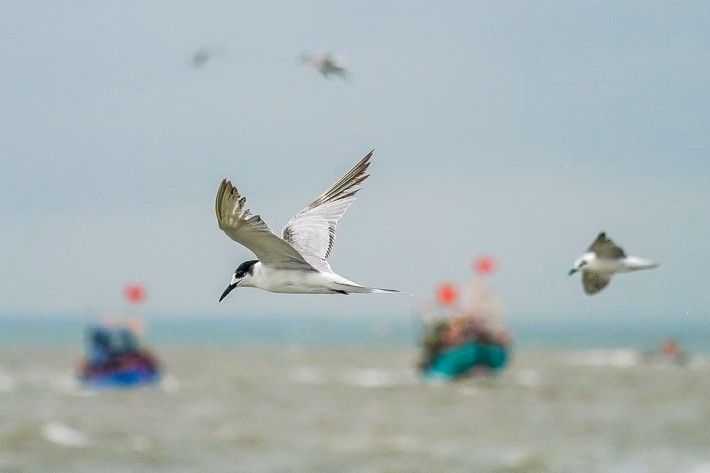 Nhiều ngư dân phấn khởi khi thấy đàn nhạn biển chao liệng quanh ghe nghinh và đây được cho là điềm lành đối với ngư dân. "Không biết vô tình hay hữu ý, thường theo sau ghe nghinh là những đàn cá nhỏ, và những chú nhạn này sẽ lao xuống nước bắt mồi như một kiểu lấy lộc biển", vị tài công ghe Nghinh Ông chia sẻ.