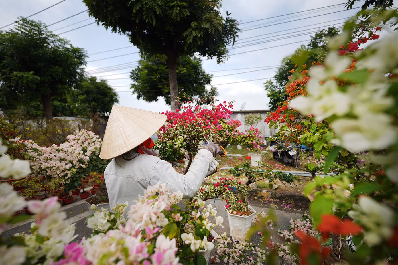"Với hoa giấy thì mình xả bỏ bông, giữ lại khung năm sau bán tiếp. Một chậu 500 ngàn đồng mà sáng giờ toàn trả 200 ngàn, không đủ công chăm", chủ gian hàng chia sẻ.