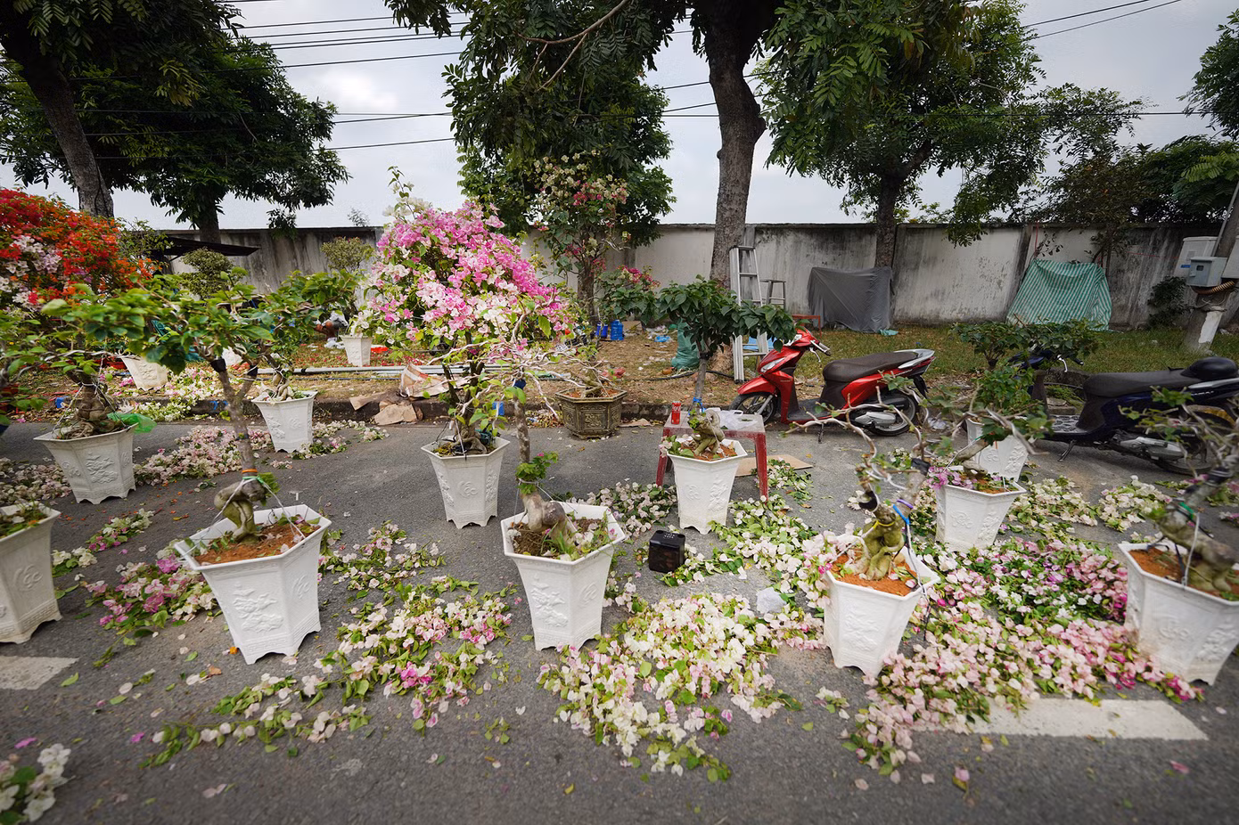 "Với hoa giấy thì mình xả bỏ bông, giữ lại khung năm sau bán tiếp. Một chậu 500 ngàn đồng mà sáng giờ toàn trả 200 ngàn, không đủ công chăm", chủ gian hàng chia sẻ.
