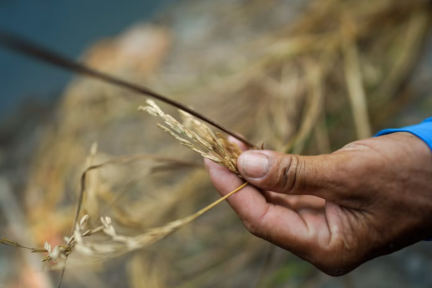 Người trồng lúa bị thiệt hại nặng nề khi môi trường nước bị ảnh hưởng từ các ao nuôi tôm tự phát. "Hàng xóm láng giềng, chúng tôi rất ngại lên tiếng vì sợ đụng chạm. Nhưng càng ngày, nhìn thấy sản lượng lúa giảm rõ rệt, lúa vàng úa nhiều hơn, hạt lúa ngậm không no sữa, từ hơn 8 tấn một hecta, giờ chưa tới 6 tấn. Khi những ao tôm sau nhà bắt đầu cho máy xúc đào, chúng tôi có phản ánh với xã, nhưng không hiểu sao số lượng ao nuôi ngày càng nhiều, không thấy sự ngăn chặn. Bây giờ, nước dưới kênh đã bắt đầu xuất hiện mùi thối rồi", một người dân xin được giấu tên ở khu dân cư ấp 1 bức xúc.